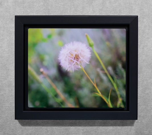 A Dandy Lion - 8x10 Metal Print in Wood Float Frame