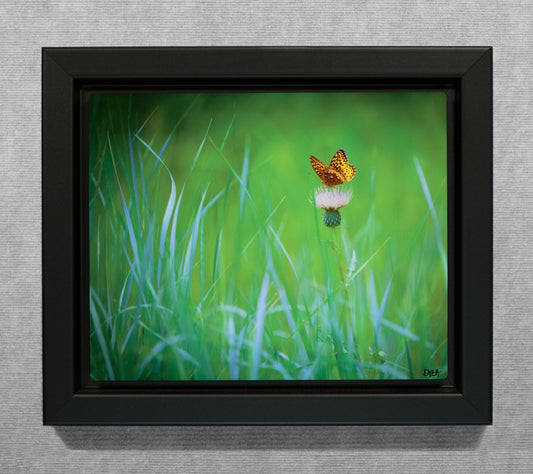 The Meadow Butterfly - 8x10 Metal Print in Wood Float Frame