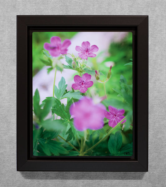 Montana Wildflowers - 8x10 Metal Print in Wood Float Frame