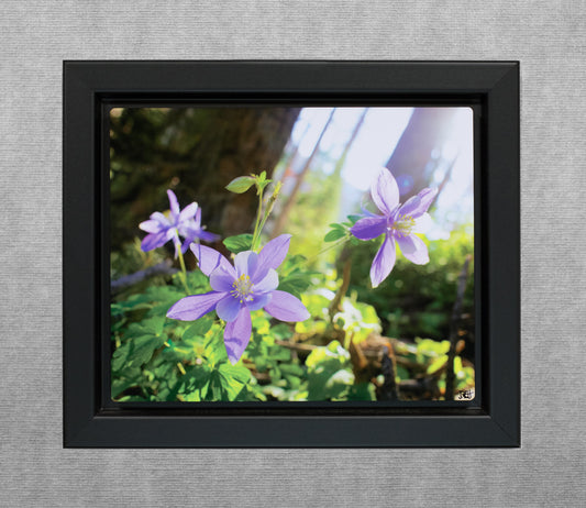 Mountain Columbine - 8x10 Metal Print in Wood Float Frame