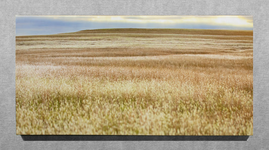 Prairie Grasses in The Flint Hills - 15X30 Canvas Wrap