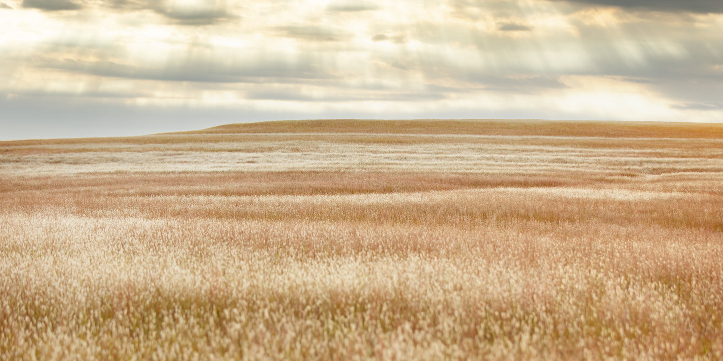 Prairie Grasses of the Flint Hills