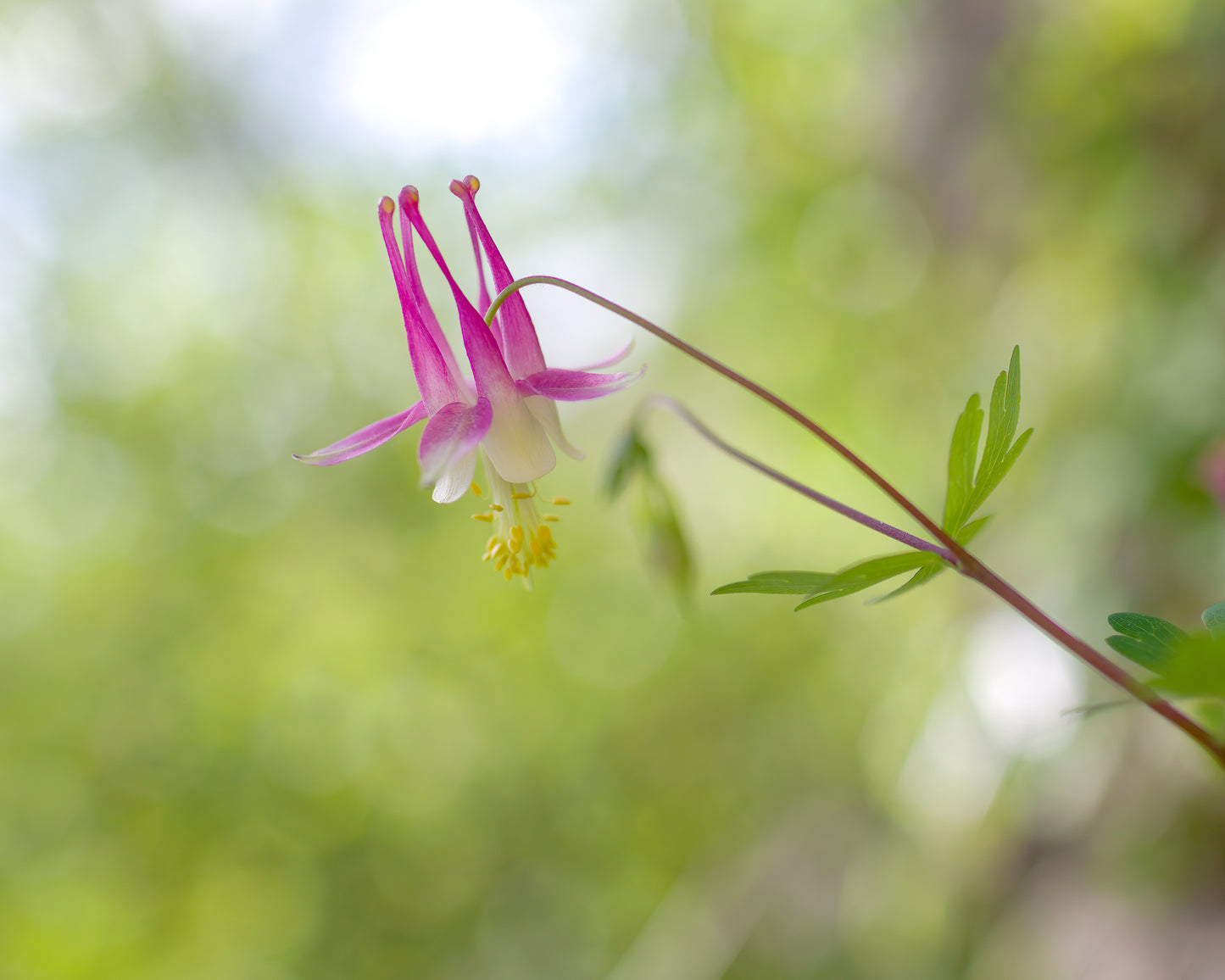 Wild Red Columbine