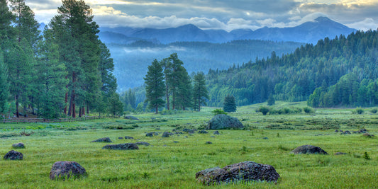 Rocky Mountain Meadow