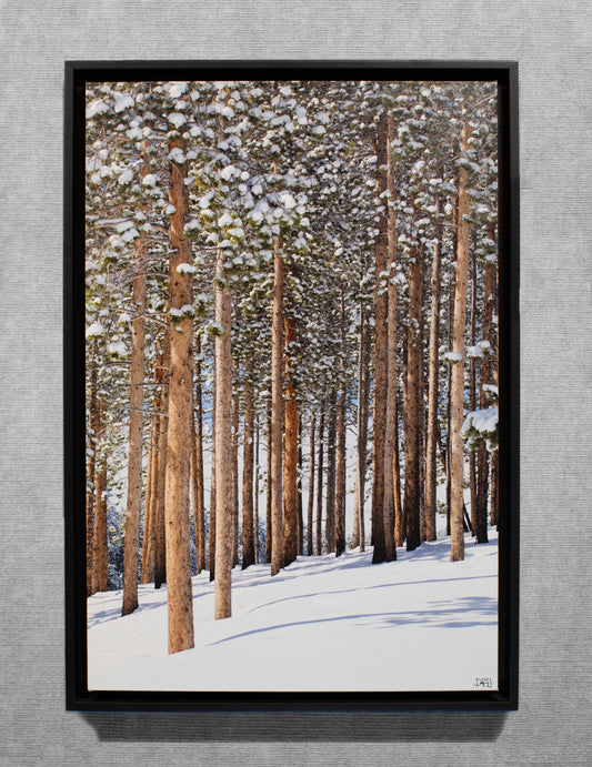 Snowy Pines - 16x24 Canvas Wrap in Wood Float Frame