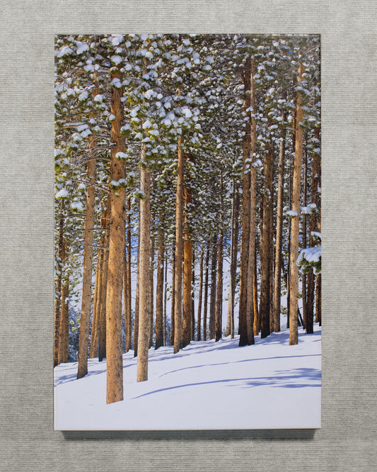 Snowy Pines - 16x24 Canvas Wrap