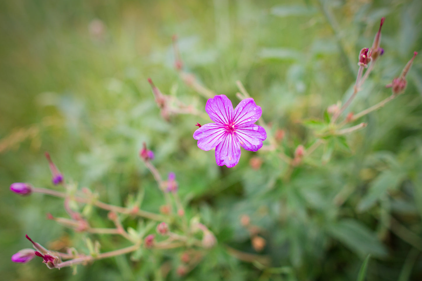 The Lone Wildflower